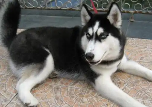 这4种狗狗最记仇,别招惹它,小心不理你,哈士奇上榜泰迪