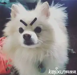 网友恶搞为狗狗画上眉毛画面太美我不敢看