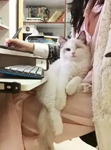 猫可以猥琐到什么程度