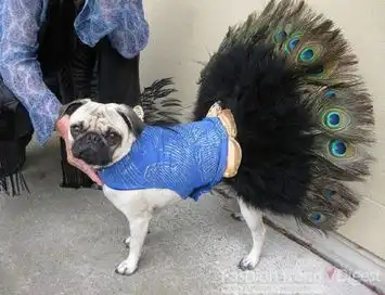 万圣节疯狂变装小狗不高兴