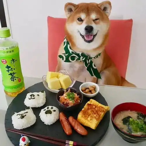 这只网红汪,承包我一年的头像