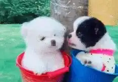 3只狗狗拍满月照,有2只突然秀起了恩爱,第3只表情笑哭众人