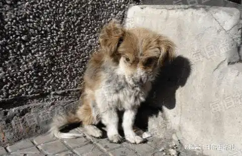 上千只狗狗横尸街头,铲车不间断作业,路人纷纷掩面哭泣