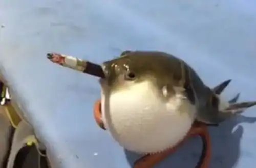 见过猩猩抽烟,那你见过河豚抽烟吗这些动物成精了