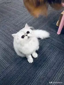 lgd官推晒图欢迎peanut欢迎回家,妈妈爱你