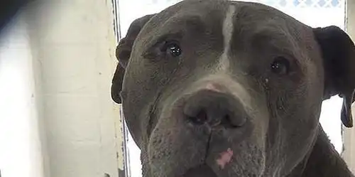 柴犬年老掉牙却成为表情包,主人每日悉心照料,只为给爱犬养老