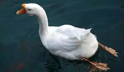 铁锅炖自己表情包集大白