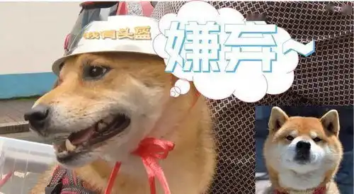笑喷大爷骑车给狗子戴自制头盔,网友铁帽子汪表情包安排
