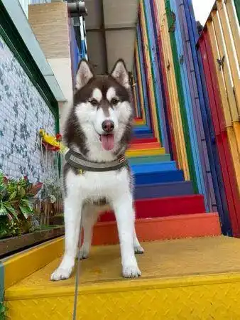 哈士奇打翻狗碗的表情亮了,主人一句话戳破真相