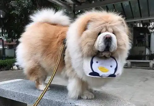 这几种狗狗挺爱干净的,别不信,还挺好养