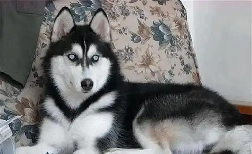 对狗狗吼骂完,它转眼就围着你转不是狗狗不记仇,答案让人心酸