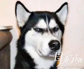 jokerzheng的微博微博