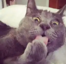 论一个铲屎官的拍照技术对颜值的影响