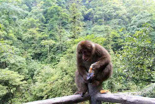 峨眉山猴子有多狂扇耳光掀裙子,还将老太太踢了出去