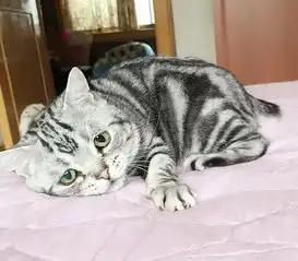 世界上最悲伤的猫,总是一副垂头丧气的样子,心疼