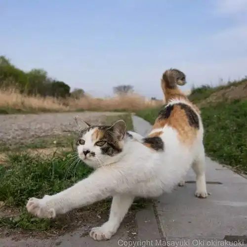 猫事打滚撒娇伸懒腰,这个摄影师拍街猫每张都能做成表情包