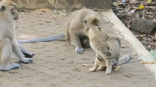 猫咪扇猴子一巴掌,猴子被气得火冒三丈,接下来一幕精彩了