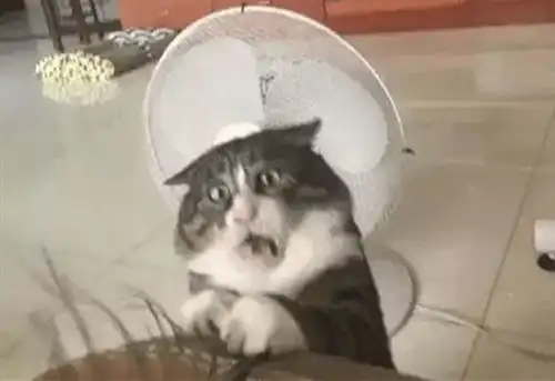 猫咪跌下沙发时,直接被吓成表情包网友表情帝本帝