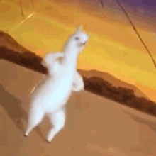 但是我拒绝gif表情包太