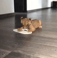 爆笑gif图娃娃机里混进了一只小可爱