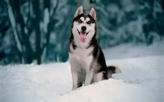 哈士奇被打后会记仇吗