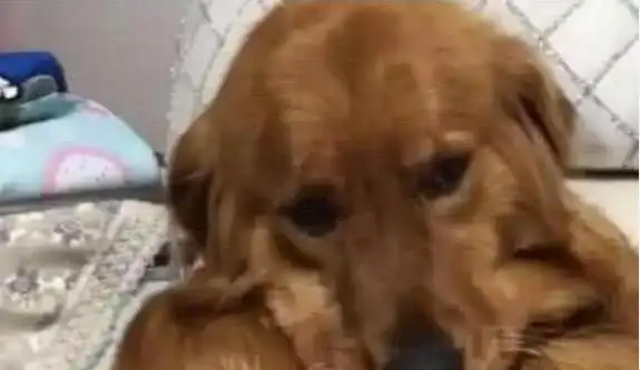 男主人加班很晚回家,推开门一看气坏了,金毛这个女人是我的