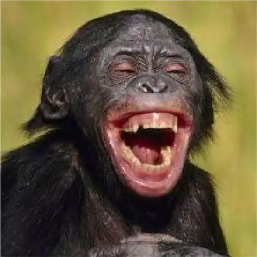 头像包里的动物们,沙雕搞笑可爱超萌的都来凑热闹