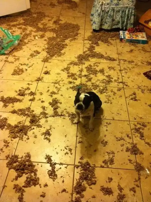 这些狗子的可怕破坏现场,感觉可以令很多人戒狗...