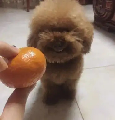 主人嫌弃泰迪发型单调,便给它尝试拉直掉,结果把狗狗气炸毛了