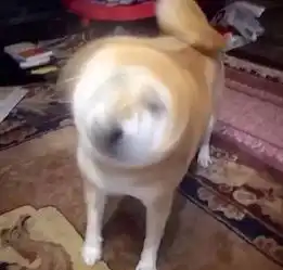 只有我最摇摆狗狗这么嗨,真的是遇到了狗界dj