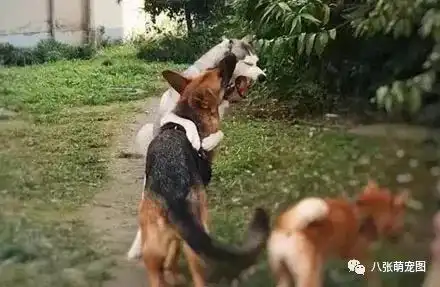 哈士奇柴犬搞笑表情包打