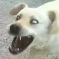 震惊315上了公关狗是种什么体验