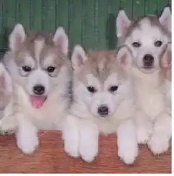 上海底价出售哈士奇包健康品相出众