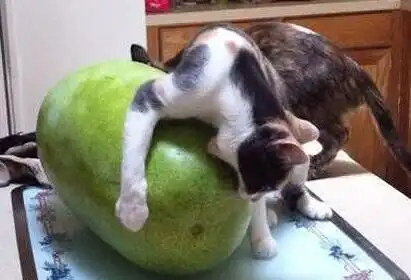 喵咪与冬瓜的撕逼大战