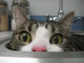 搞笑惊讶震惊表情包小动