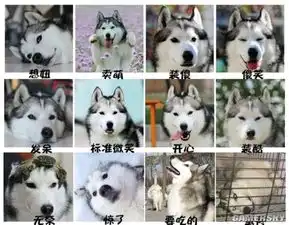 哈士奇柴犬搞笑表情包论