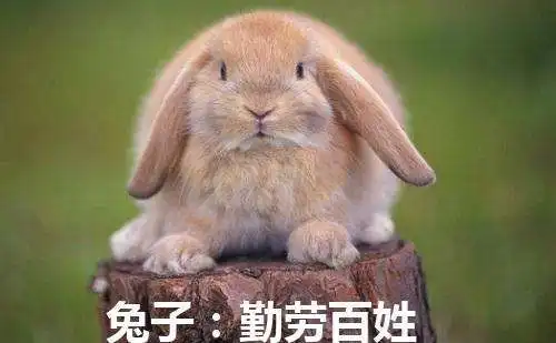 拿红萝卜的兔子表情包土