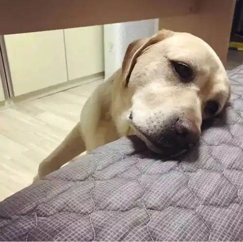 被拒绝上床的拉布拉多,这伤心三连的表情,让人看了忍不住跟它一起哭