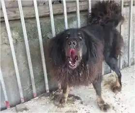 主人买回一只藏獒,面部表情极其狰狞,路过的小孩看后都被吓哭