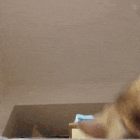 拿来吧你丨第172期喵表情