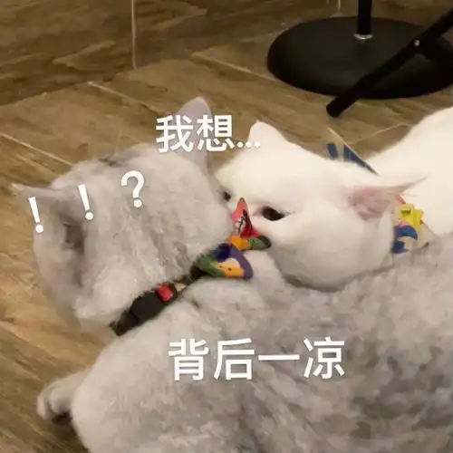 无敌可爱猫猫表情包游戏比我重要对不对