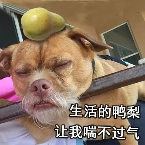 搞笑表情包一只与权利的游戏中小恶魔撞脸的狗狗,要取代了小恶魔了