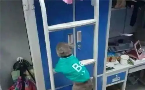 宿管阿姨查寝,刚要躲起来猫咪就被逮到,猫脸表情萌翻