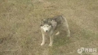动物园狼舍现哈士奇园方它在狼群中拥有地位