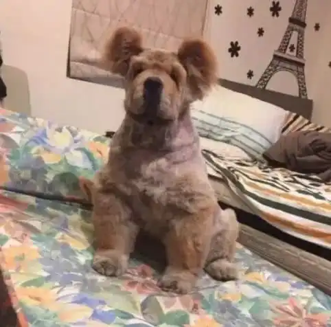 表情别人家松狮剃毛美美的,自己家松狮剃毛,没脸见狗了腾讯网表情