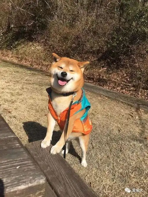 蠢萌又暖心它的笑容承包了我今年的头像