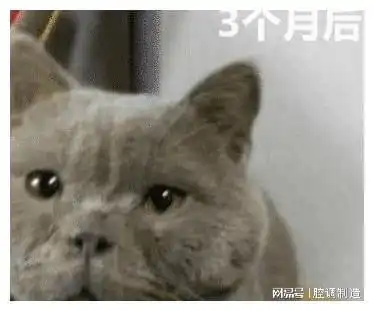 女孩网购一只蓝猫,3个月后哭着找店家对峙,长成这样我还怎么吸
