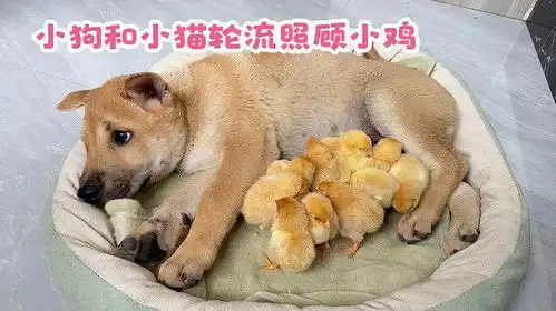 我被狗感动了猫和狗轮流当母鸡抱紧小鸡睡觉搞笑可爱的萌宠