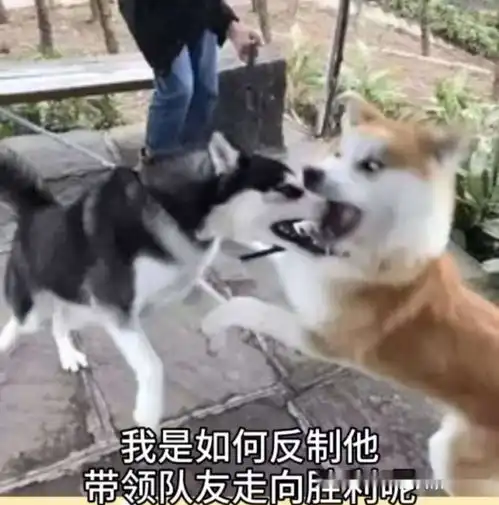 哈士奇柴犬搞笑表情包秋