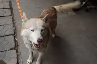 山东枣庄抓获白色母狼网友称是自家宠物狗